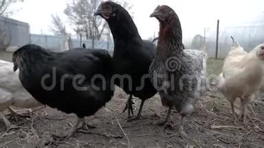 不同颜色的母鸡和公鸡在农村院子里散步和吃饭